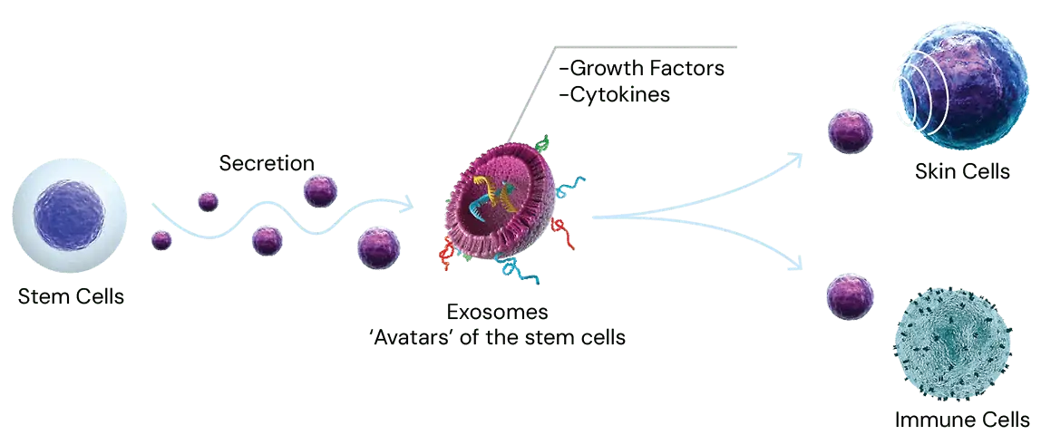what are exosomes blk txt